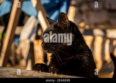 Chat noir au soleil, île d'Iz, archipel de Zadar, Dalmatie, Croatie Banque D'Images