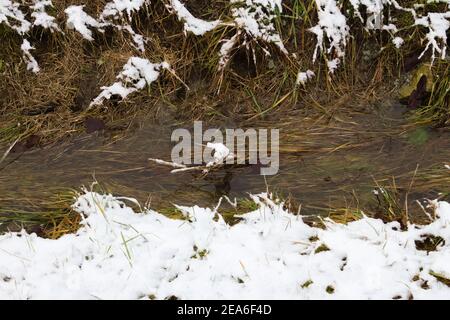 Filet d'eau de la neige fondante qui coule dans l'herbe Banque D'Images