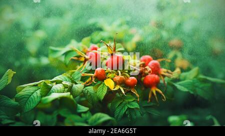 Les baies de rosehip rouges mûres sont mûres sur les branches d'un buisson avec des feuilles vertes, et de petites gouttes de pluie tombent sur elles. Banque D'Images