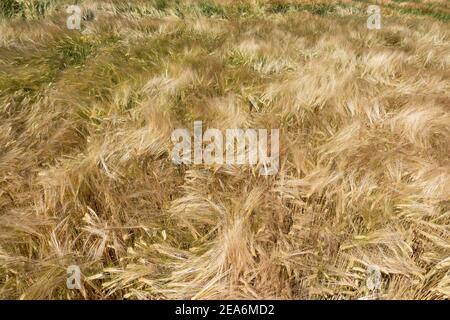 Épis d'orge mûrissant dans un champ à angle élevé vue Banque D'Images