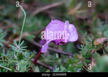 Des gouttes d'eau de pluie printanière tombent sur de magnifiques violettes sauvages et des feuilles vertes. Fleurs sous la pluie. Cyclamen sp. Mise au point sélective. Macro. Banque D'Images