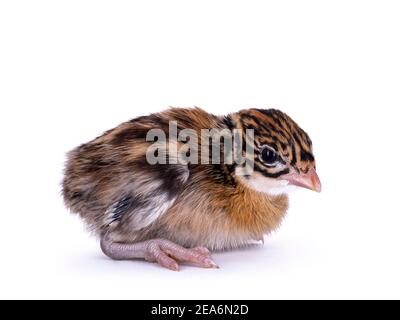 Un oiseau d'une semaine Vulturine guinéafhid aka Acryllium vulturinum. Isolé sur fond blanc. Banque D'Images