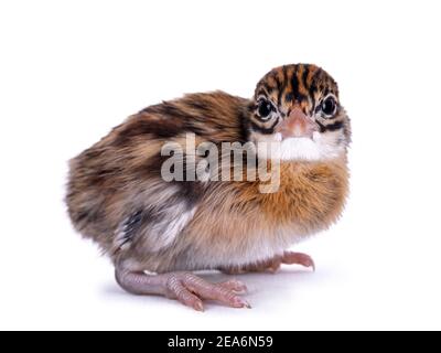 Un oiseau d'une semaine Vulturine guinéafhid aka Acryllium vulturinum. Isolé sur fond blanc. Banque D'Images