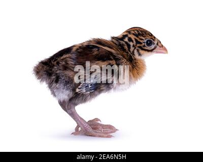 Un oiseau d'une semaine Vulturine guinéafhid aka Acryllium vulturinum. Isolé sur fond blanc. Banque D'Images