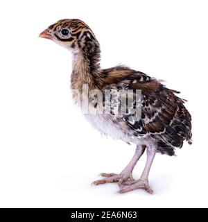 Trois semaines Vulturine guinéafhid aka Acryllium vulturinum oiseau. Isolé sur fond blanc. Banque D'Images