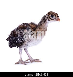 Trois semaines Vulturine guinéafhid aka Acryllium vulturinum oiseau. Isolé sur fond blanc. Banque D'Images