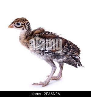 Trois semaines Vulturine guinéafhid aka Acryllium vulturinum oiseau. Isolé sur fond blanc. Banque D'Images