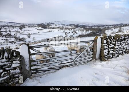 Middleton-in-Teesdale, comté de Durham, Royaume-Uni. 8 février 2021. Météo Royaume-Uni. La neige couvre le sol près de Middleton-in-Teesdale alors que la Bête de l'est II commence à mordre dans le nord de l'Angleterre. Crédit : David Forster/Alamy Live News Banque D'Images