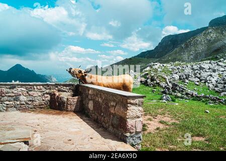 Cette photo d'une vache buvant de l'eau d'un robinet est pris dans un refuge dans un col de montagne à Asturias.la photo est une prise de vue horizontale et bleu et vert pr Banque D'Images