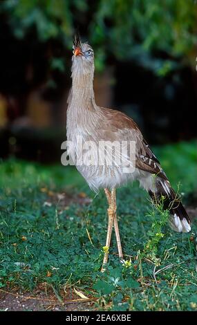 Le sériema à pattes rouges (Cariama cristata), également connu sous le nom de cariama à crête et de sériema à crête, est un oiseau terrestre principalement prédateur de la série Banque D'Images