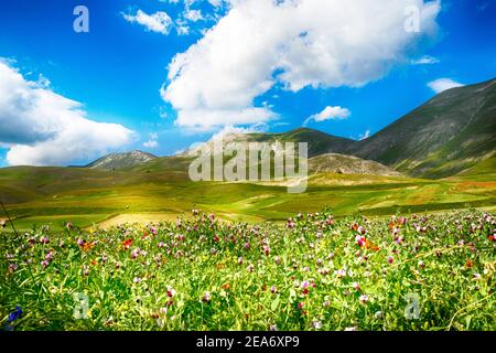 Paysage rural avec fleurs sauvages près de Castelluccio di Norcia, Ombrie, Italie Banque D'Images