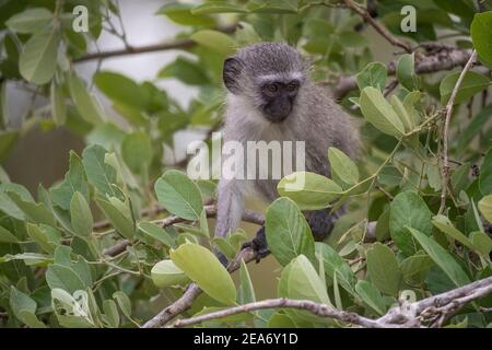 Singe vervet, Cercopithecus aethiops, Parc national Kruger, Afrique du Sud Banque D'Images