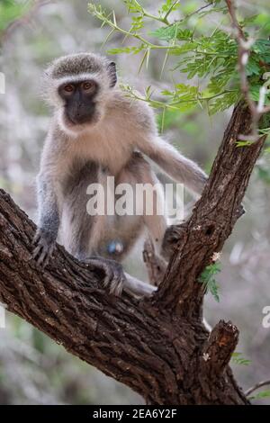 Singe vervet, Cercopithecus aethiops, Parc national Kruger, Afrique du Sud Banque D'Images