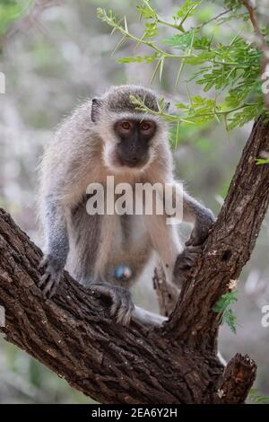 Singe vervet, Cercopithecus aethiops, Parc national Kruger, Afrique du Sud Banque D'Images