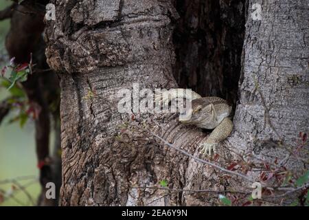 Moniteur du Nil assis dans un arbre, Vanellus niloticus, Parc national Kruger, Afrique du Sud Banque D'Images