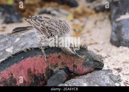 Espanola Mockingbird ou Hood mockingbird, Mimus macdonaldi, adulte se nourrissant d'iguane marine, Amblyrhynchus cristatus, Espanola Island, Galapagos