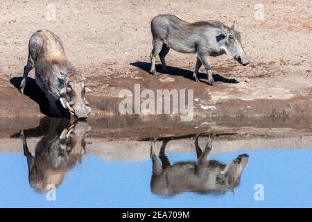Des warthogs (Phacochoerus africanus) dans un trou d'eau du parc national d'Etosha, en Namibie, en Afrique. Banque D'Images