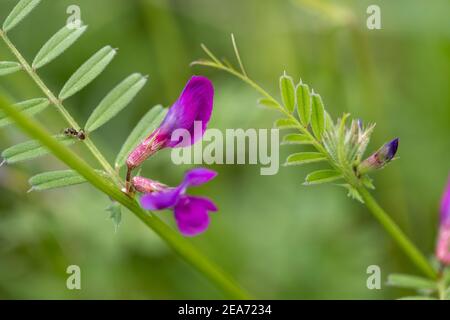 Etch commun; Vicia sativa; Floraison; Royaume-Uni Banque D'Images