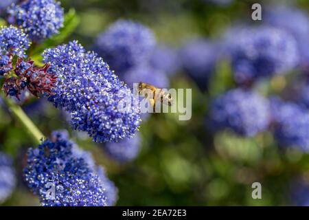 Honey Bee ; APIS mellifera ; à Ceanothus ; Royaume-Uni Banque D'Images