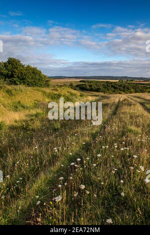 Martin Down ; Réserve naturelle nationale ; Hampshire ; Royaume-Uni Banque D'Images