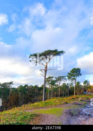 Lickey Hills Country Park à l'automne, Birmingham, West Midlands Banque D'Images