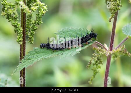 Peacock Butterfly Caterpillar ; Aglais io ; Royaume-Uni Banque D'Images