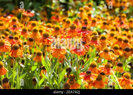 Orange Helenium sahin est au début Banque D'Images