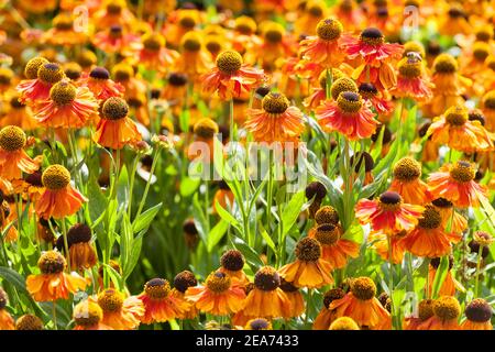 Orange Helenium sahin est au début Banque D'Images