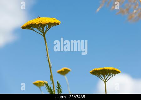 L'or Achillea couronnement fleurit contre un ciel bleu Banque D'Images