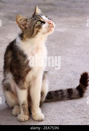 petit chaton errant chat gris et blanc, très maigre, féral Banque D'Images