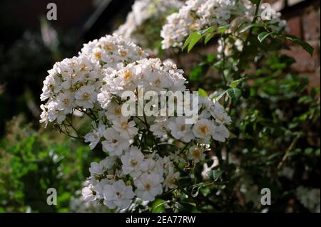 Montée de la rose 'Rambling Rector': L'été fleurit dans un jardin anglais Banque D'Images