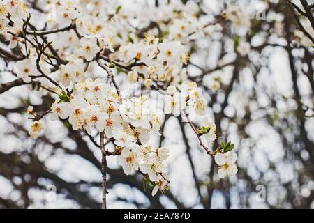 Fleurs de printemps blanches sur une branche d'arbre de près Banque D'Images