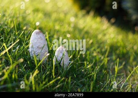 Vue rapprochée à angle bas sur une pelouse avec deux cerfs-volants champignons au soleil d'automne Banque D'Images