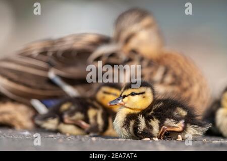 Mallard (Anas platyrhynchos) canetling, réserve de Martin Mere WWT, Lancashire, Royaume-Uni Banque D'Images