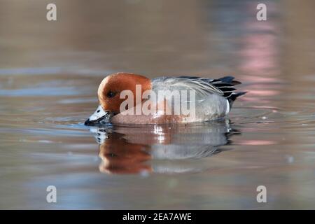 Wigeon (Mareca penelope), réserve de Martin Mere WWT, Lancashire, Royaume-Uni Banque D'Images