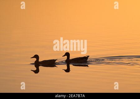 Mallard (Anas platyrhynchos) mâle et femelle au crépuscule, Martin Mere WWT Reserve, Lancashire, Royaume-Uni Banque D'Images