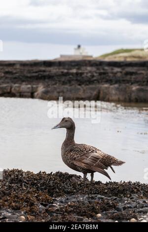 Eider (Somateria mollissima), femme, Northumberland, Royaume-Uni Banque D'Images