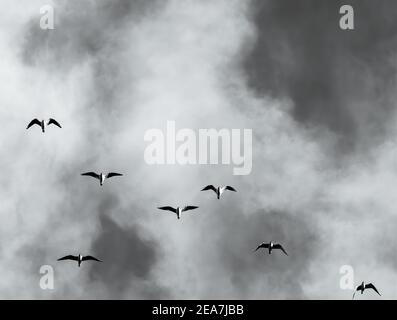 Un troupeau d'oiseaux de mer volant contre un ciel nuageux. Banque D'Images