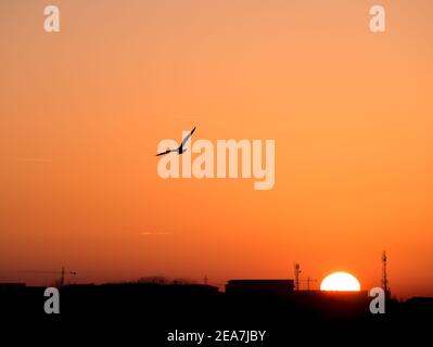 Magnifique coucher de soleil sur le lac Dambovita (Lacul Morii) à Bucarest, Roumanie. Silhouette d'un oiseau volant au coucher du soleil. Banque D'Images