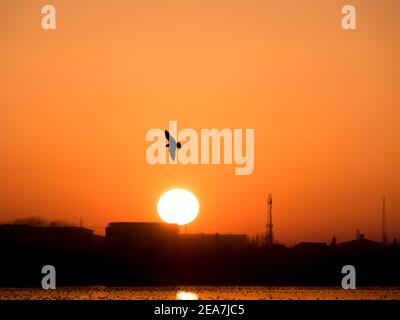 Magnifique coucher de soleil sur le lac Dambovita (Lacul Morii) à Bucarest, Roumanie. Silhouette d'un oiseau volant au coucher du soleil. Banque D'Images