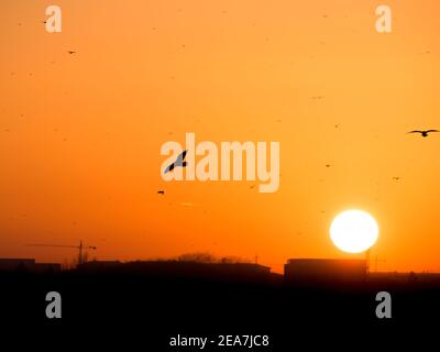 Magnifique coucher de soleil sur le lac Dambovita (Lacul Morii) à Bucarest, Roumanie. Silhouette d'un oiseau volant au coucher du soleil. Banque D'Images