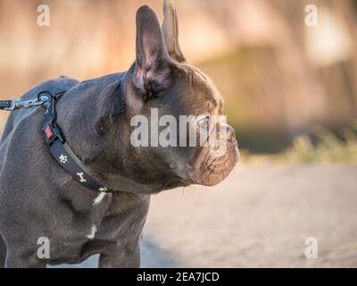 Portrait de détail avec un petit chien de taureau français mignon chiot , Banque D'Images