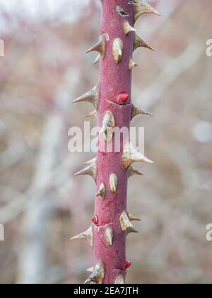 Tige de rose avec des épines sur fond flou. Mise au point sélective. Banque D'Images