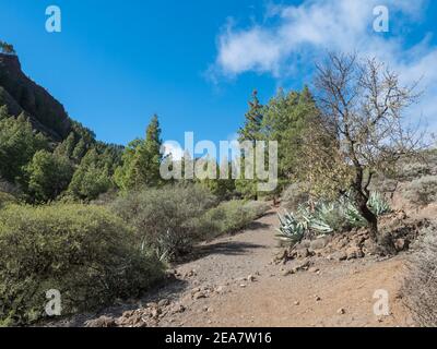 Paysage à Barranco de Guayabee ravine avec végétation verte. Gran Canaria, île des Canaries, Espagne. Jour ensoleillé, ciel bleu, fond de nuages blancs Banque D'Images
