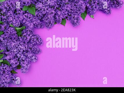 Fleurs de lilas pourpres avec feuilles vertes. Arrière-plan avec bordure fleurie Banque D'Images