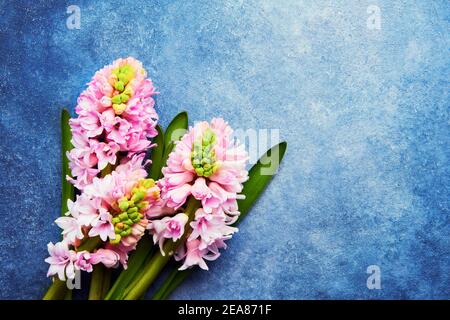 Bouquet de fleurs en jacinthe rose sur fond bleu. Vue de dessus, espace de copie pour le texte Banque D'Images