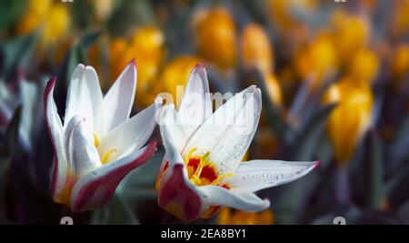 Fleurs de primrosiers avec des ragoûts frais sur les pétales. Gros plan sur les Tulips de Foster. Banque D'Images