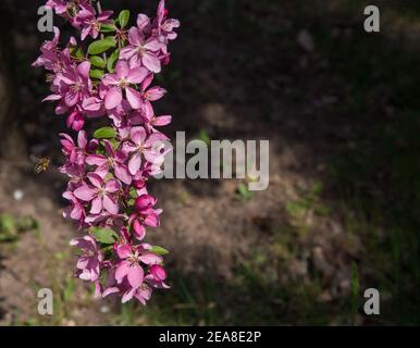 Le ressort est dans l'air. Arômes de fleurs. J'aime le printemps. Brindilles fleuries avec fleurs roses au soleil. L'abeille vole à la fleur. Placer pour écrire du texte. Ambiance ensoleillée et beau Banque D'Images