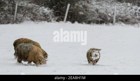 Sissinghurst, Royaume-Uni. 8 février 2021. Des moutons qui bissent dans un champ couvert de neige à Sissinghurst dans le Kent alors que Storm Darcy continue d'apporter des températures glaciales et des conditions météorologiques hivernales à la majeure partie de la moitié est du Royaume-Uni. Credit: Richard Crease/Alay Live News Banque D'Images