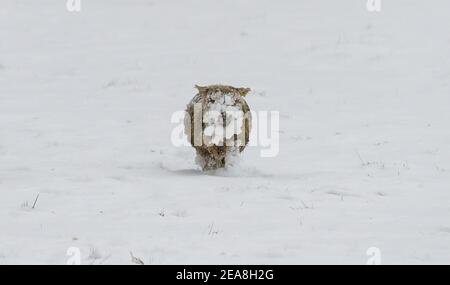 Sissinghurst, Royaume-Uni. 8 février 2021. Des moutons qui bissent dans un champ couvert de neige à Sissinghurst dans le Kent alors que Storm Darcy continue d'apporter des températures glaciales et des conditions météorologiques hivernales à la majeure partie de la moitié est du Royaume-Uni. Credit: Richard Crease/Alay Live News Banque D'Images